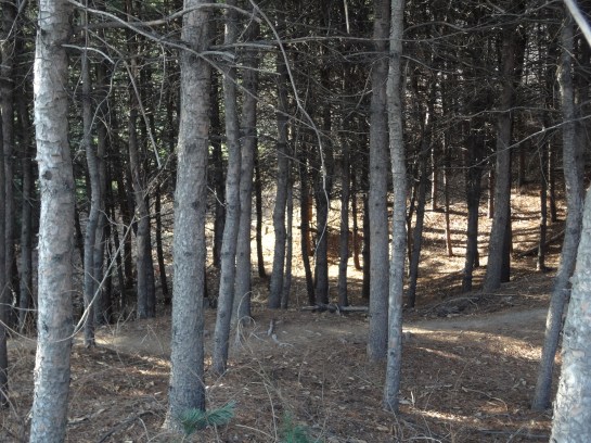 It feels like a scene from Bridge to Terabithia.