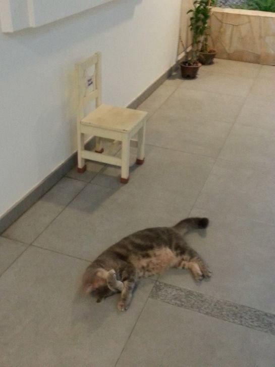 1174709_10153243072040122_697031479_n