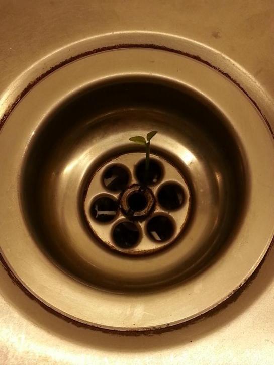 1382206_10153442820240122_1415030767_n