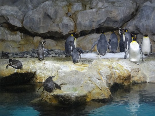 Penguins. In the tropics. Hmm.