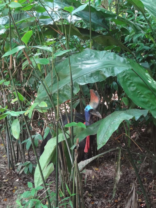 My first cassowary!