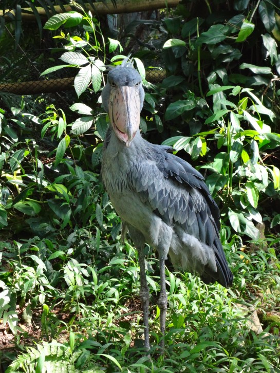A rare shoebill. 